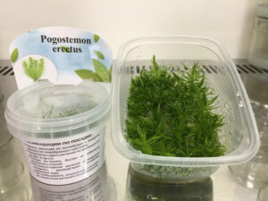Pogostemon erectus