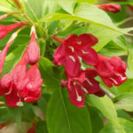 Red Prince