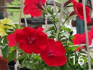 Surprise Red