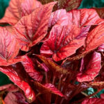 Inca Flame