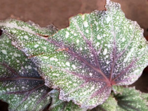 Morning Dew