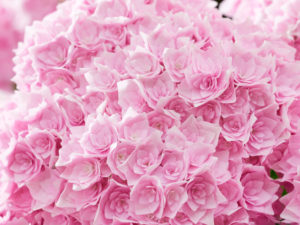 Doppio Rosa