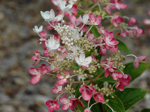 Tickled Pink