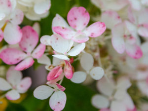 Tickled Pink