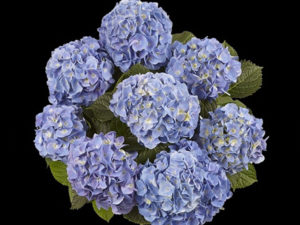 Marine Blue