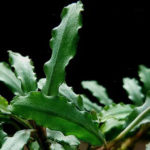 Bucephalandra sp. Aurora