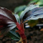 Bucephalandra sp. «Brownie Ghost»