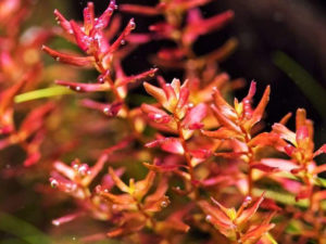 Rotala macrandra «Butterfly»