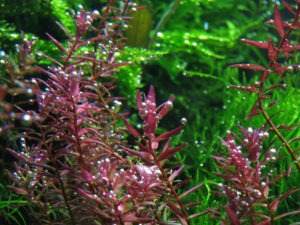 Rotala macrandra «Butterfly»