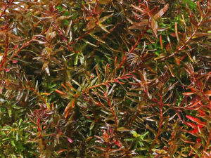 Rotala macrandra «Butterfly»