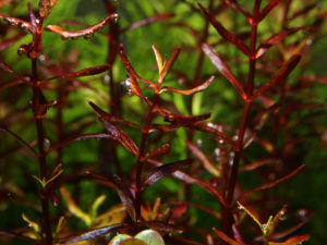 Rotala macrandra «Butterfly»