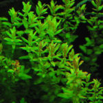 Rotala macrandra «Green»