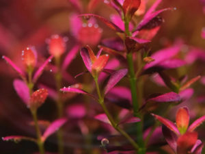 Rotala ramosior Florida