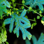 Selaginella uncinata