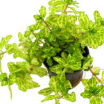 Trichocoronis rivularis «Variegata»