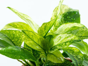 Anubias barteri var. nana «Pinto»