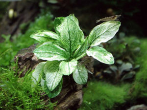 Anubias barteri var. nana «Pinto»