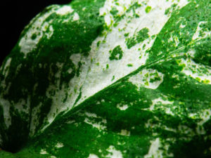 Anubias barteri var. nana «Pinto»