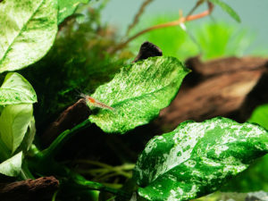 Anubias barteri var. nana «Pinto»
