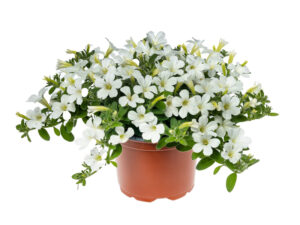 Itsy White