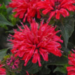 Pardon My Cerise